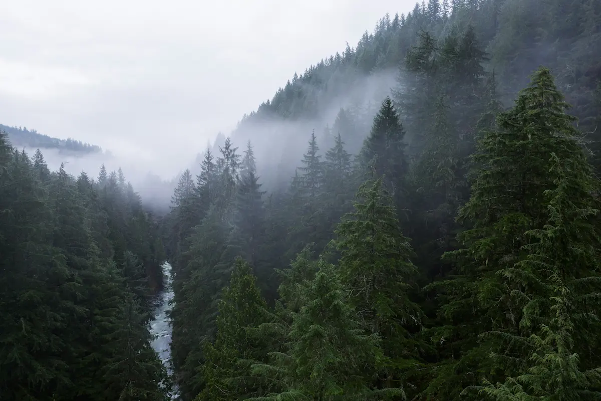 Aerial view of a foggy PNW forest with a river winding through it